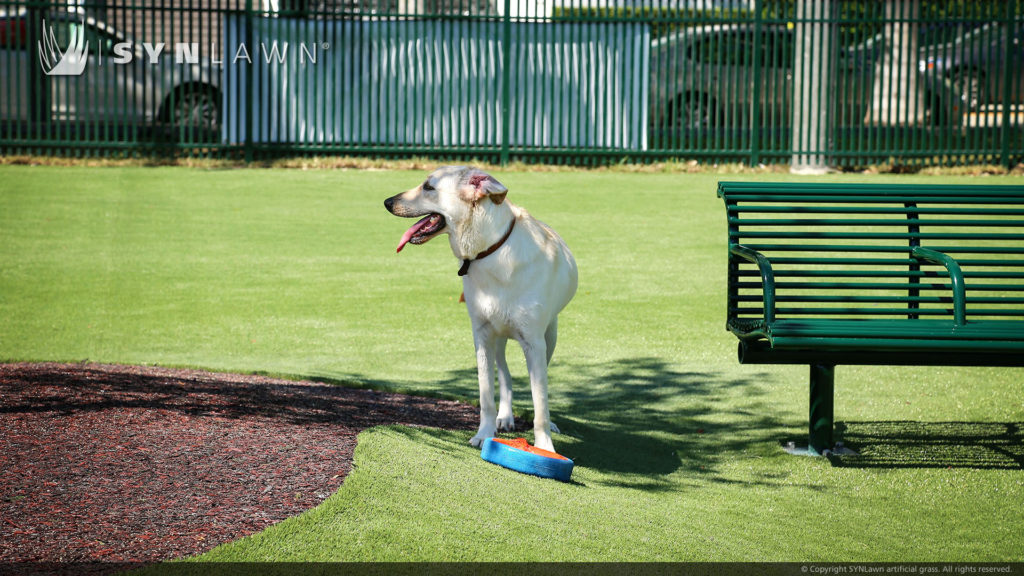 Dog playing on artificial grass dog park