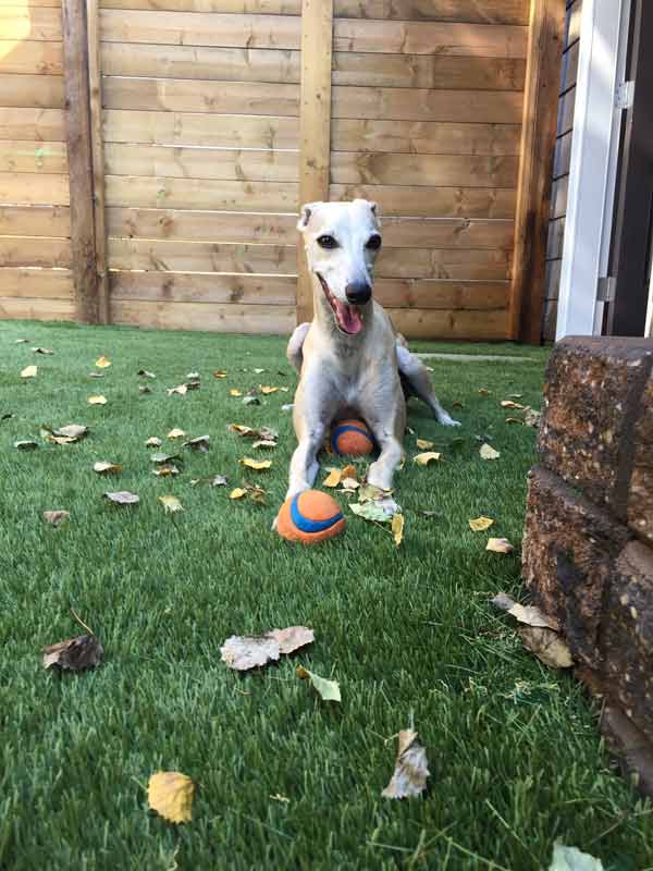 Durable Dog Turf in Atlanta
