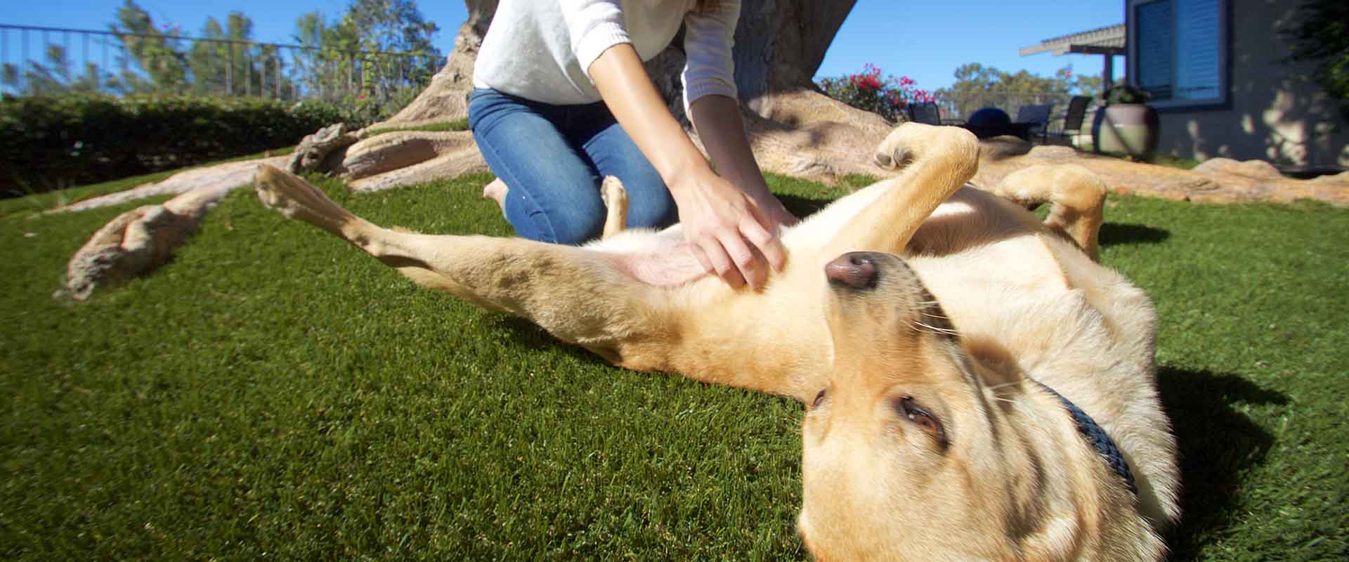 dog getting belly rubbed on artificial grass