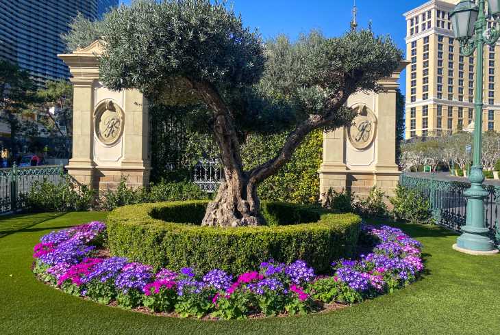 Tree and plants surrounded by artificial grass