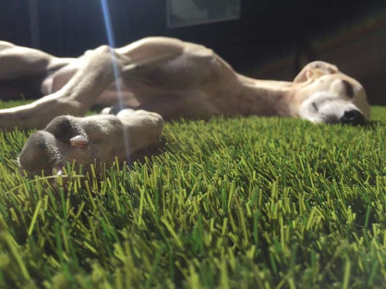Pet & Dog turf in Atlanta, GA 