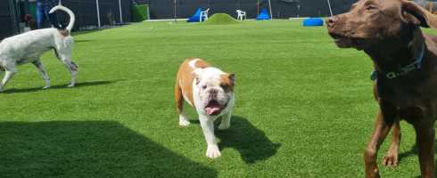 Dogs playing on artificial grass