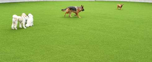 Dogs running around on artificial grass