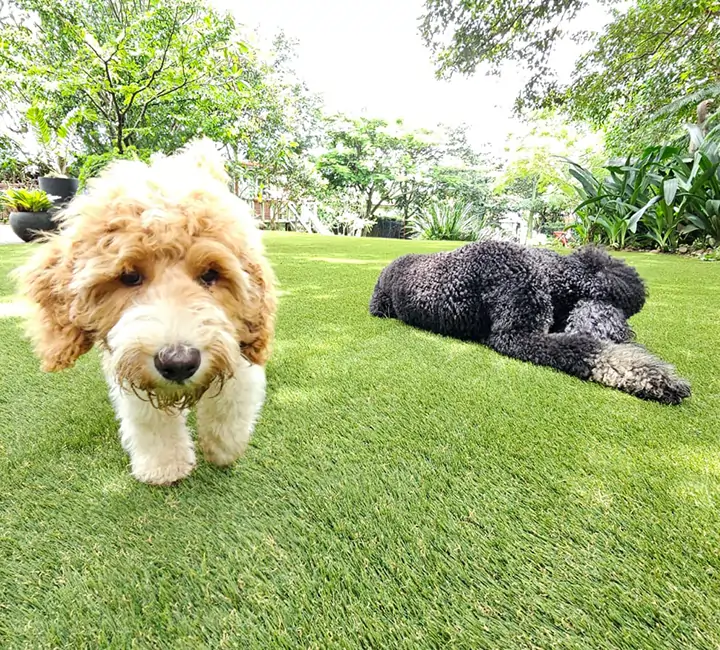 Dogs playing on artificial grass from SYNLawn