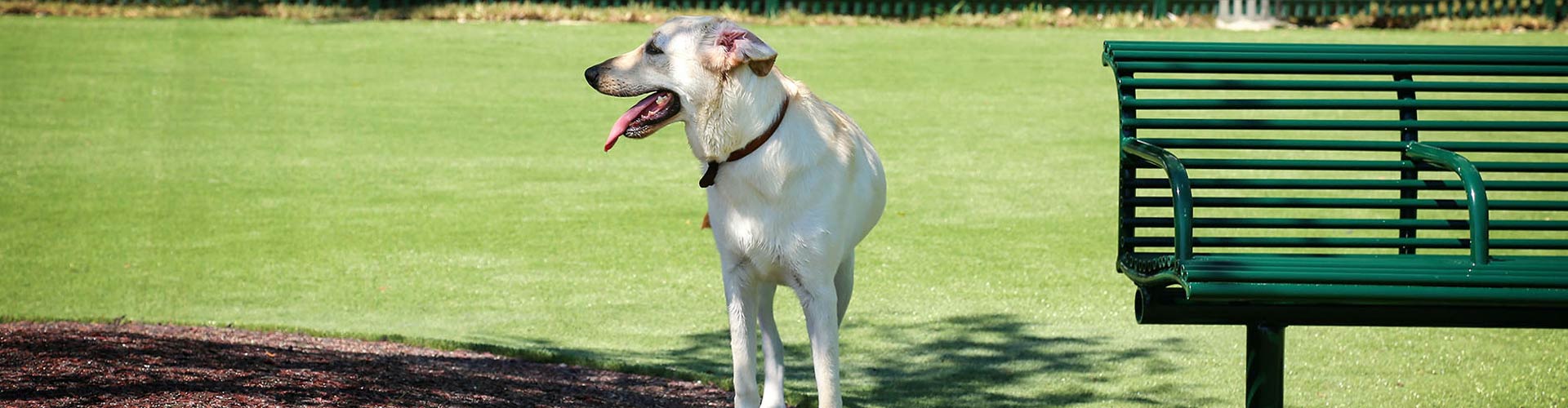 Dog relaxing on artificial grass in dog park