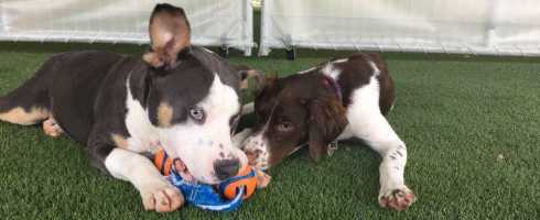 Dogs playing with chew toy on artificial grass