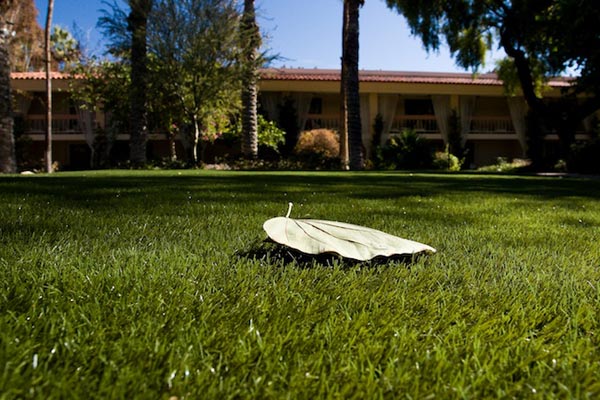 Backyard artificial grass low angle